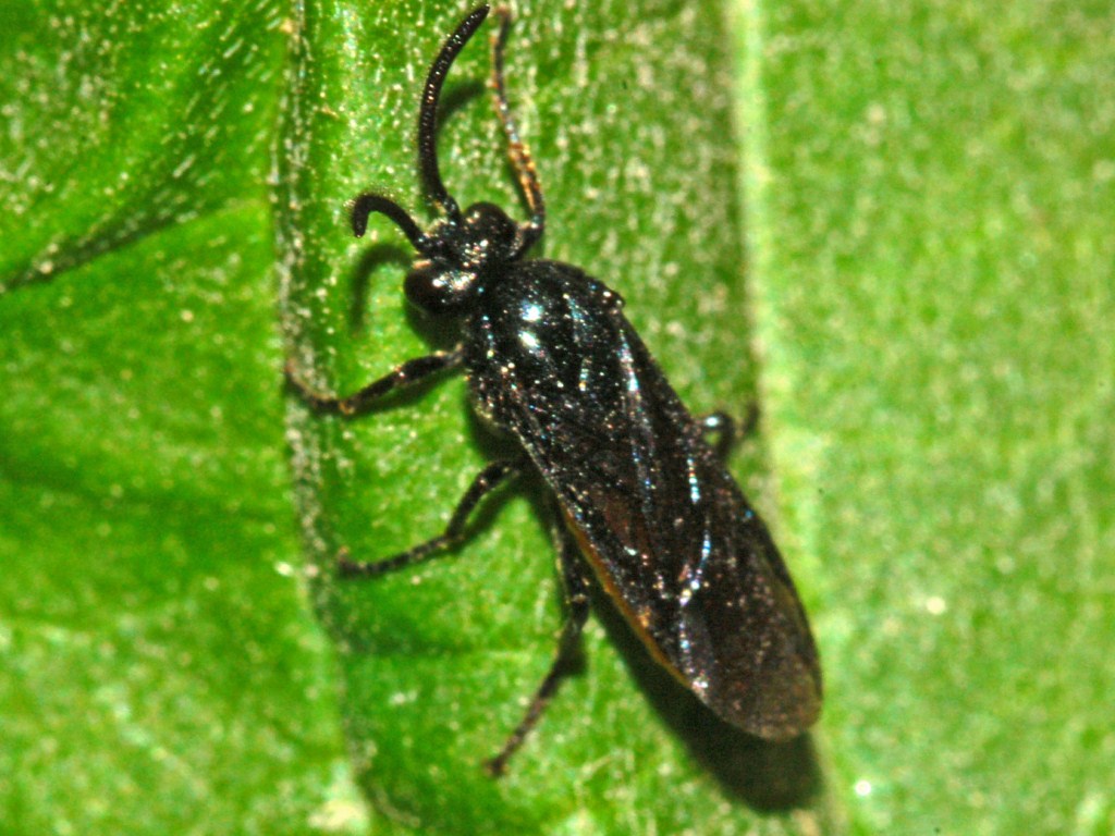 Tenthredinidae nero da determinare